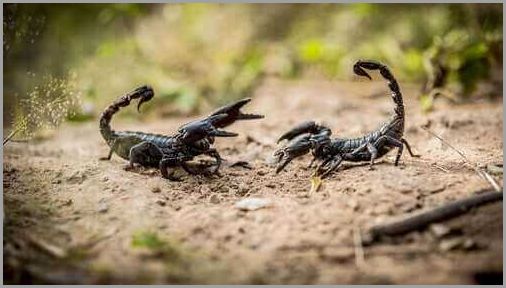 Skorpion og skorpion Fakta, egenskaber og interaktioner - Alt, hvad du behøver at vide